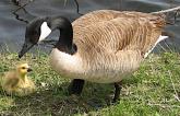 Voices For Animals Protest North Park's Goose Slaughter and Dan Onorato's Cruelty