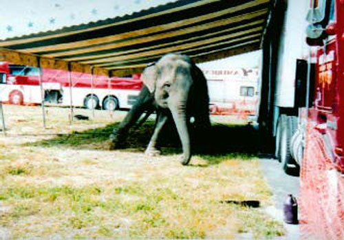 Shrine Circus & Gian...